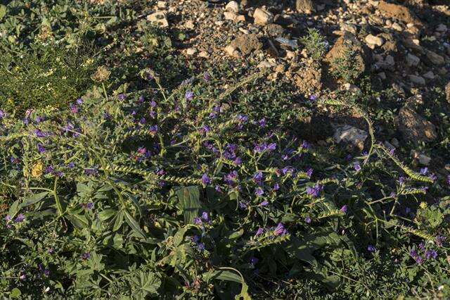 Imagem de Echium lancerottense Lems & Holzapfel