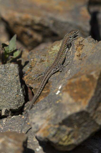 Image of Gallot's lizards