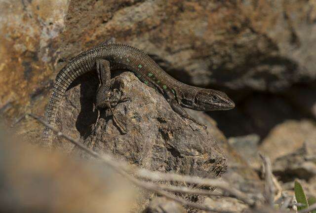 Image of Gallot's lizards