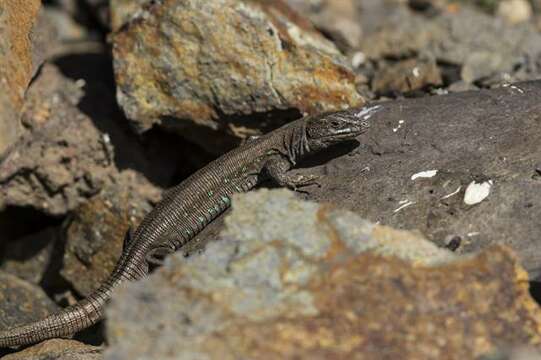 Image of Gallot's lizards