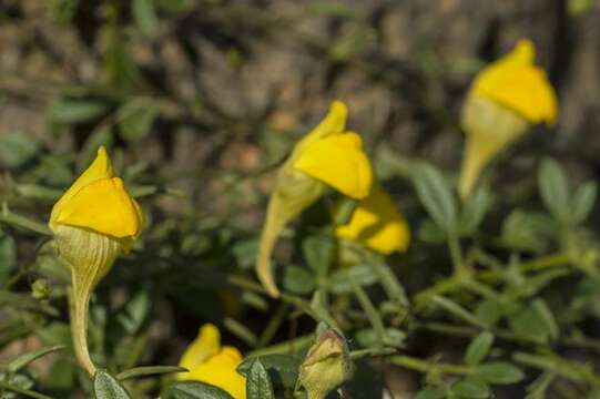 Image de Nanorrhinum heterophyllum (Schousb.) Ghebr.