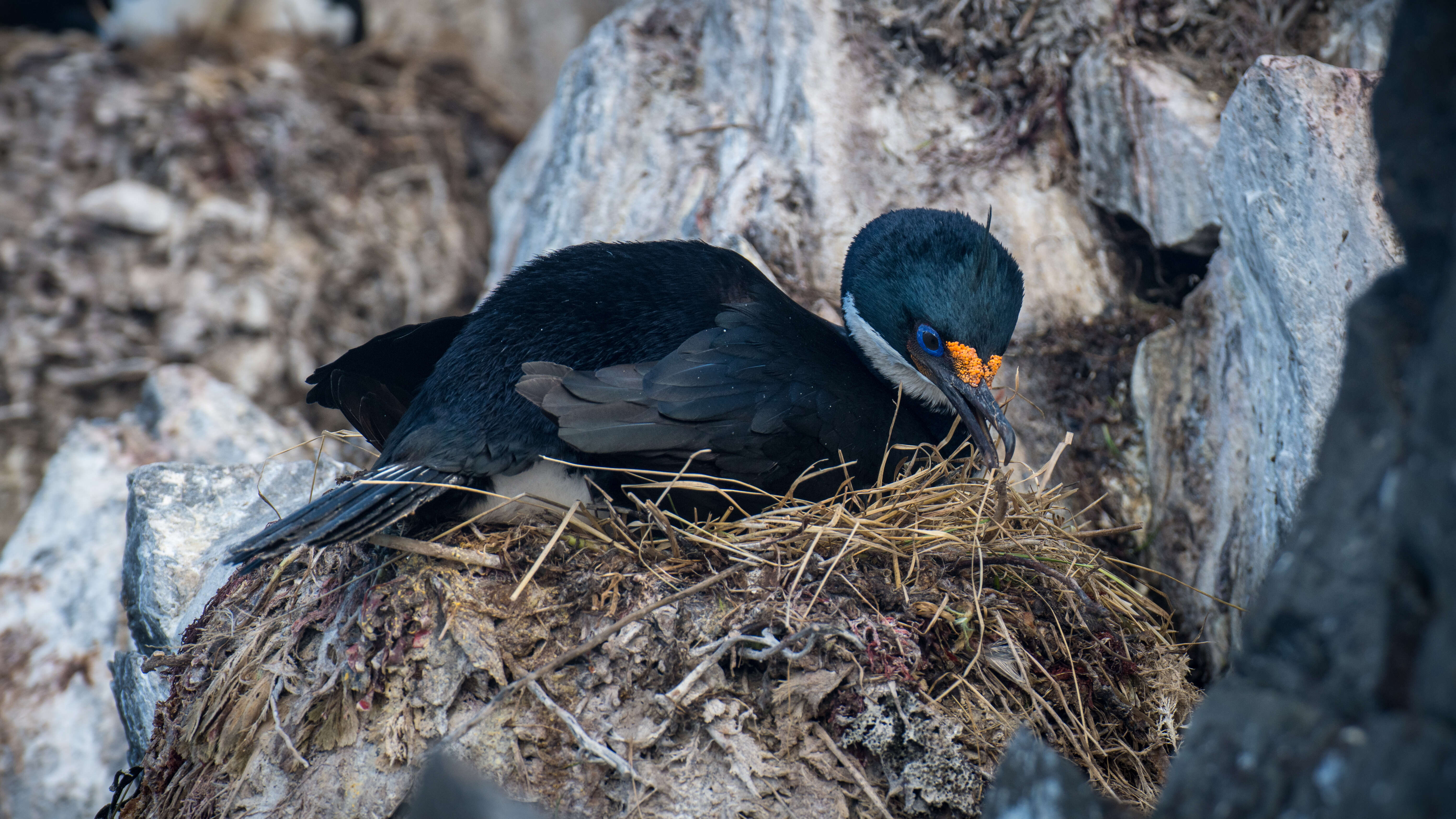 Image of Kerguelen Shag