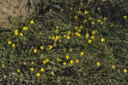 Image of Nanorrhinum heterophyllum (Schousb.) Ghebr.