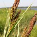 Image of Greater Pond-Sedge