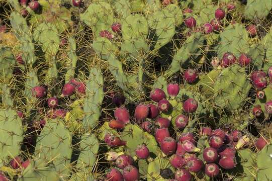 Image of Prickly Pears