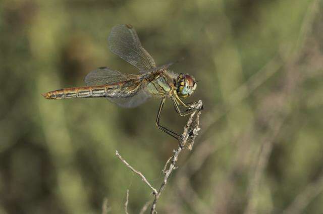 Sympetrum Newman 1833 resmi