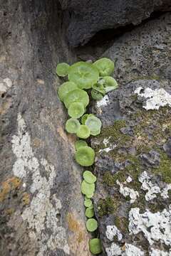 Image of navelwort