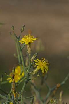 Image of Launaea arborescens (Batt.) Murb.