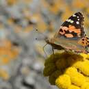 Image of painted lady