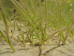 Image of ditch-grass family