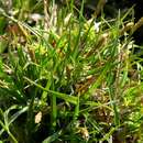 Image of Carex oederi Retz.