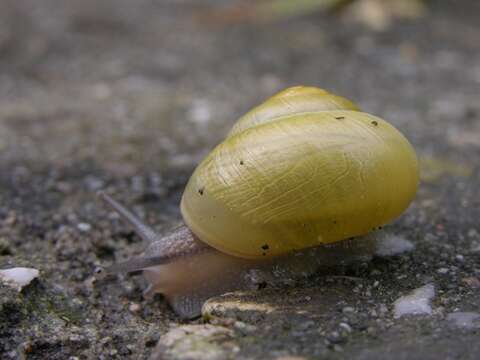 Image of Banded snails