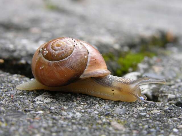 Image of Banded snails