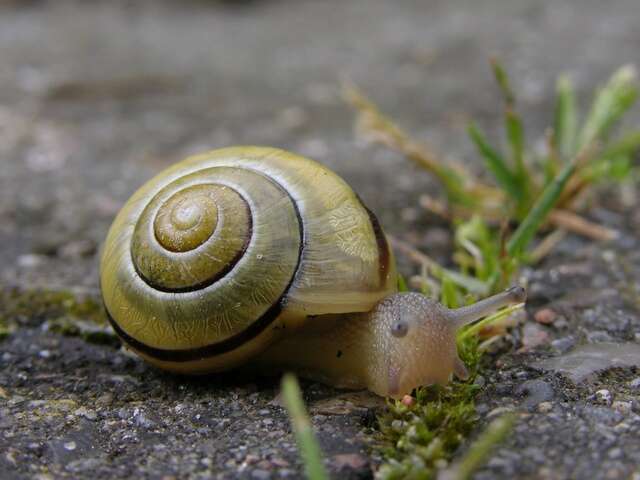 Image of Banded snails