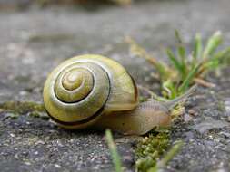 Image of Banded snails