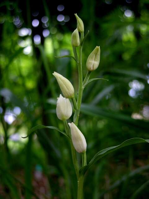 Image of cephalanthera