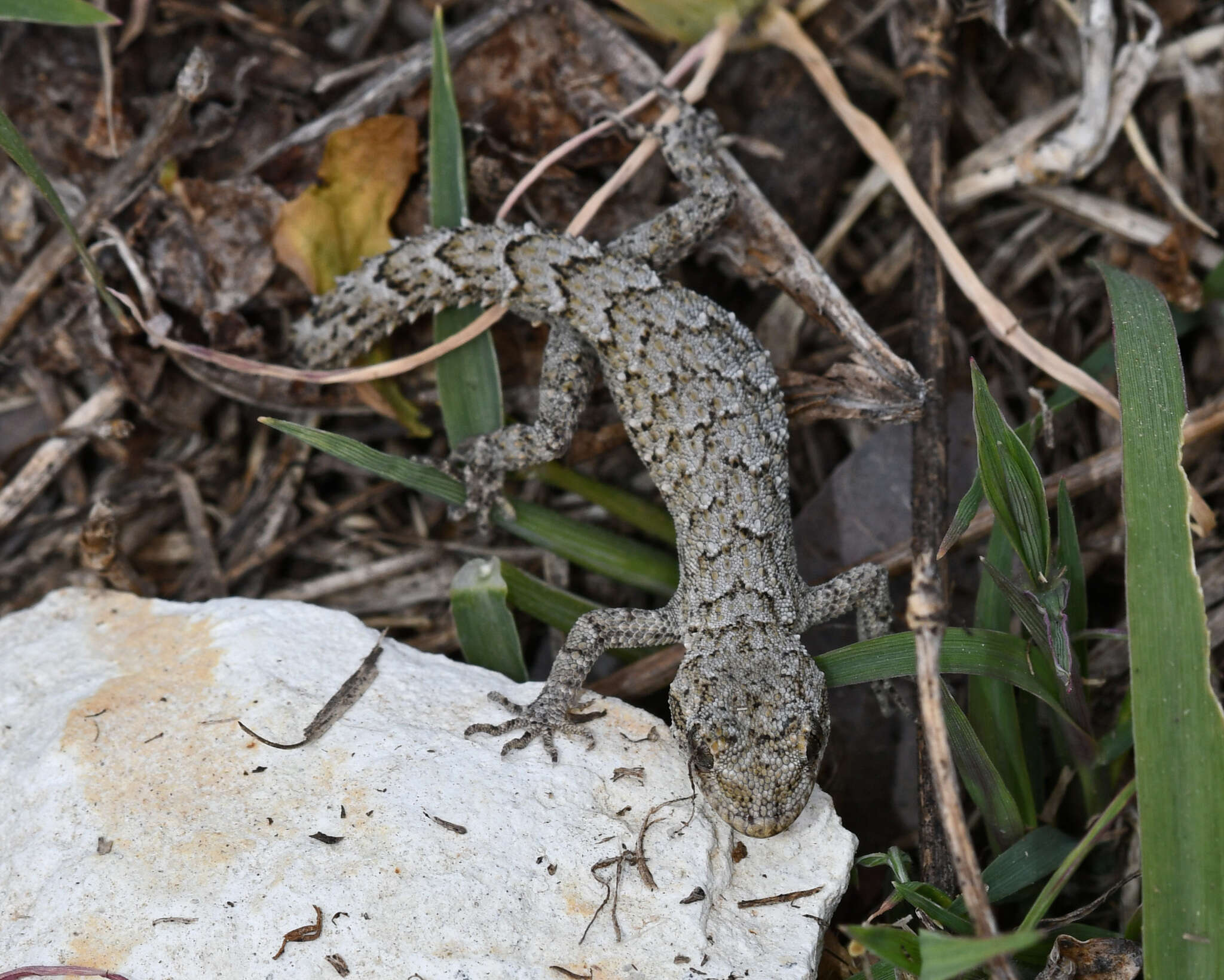 Image of Mediodactylus orientalis (Stepánek 1937)