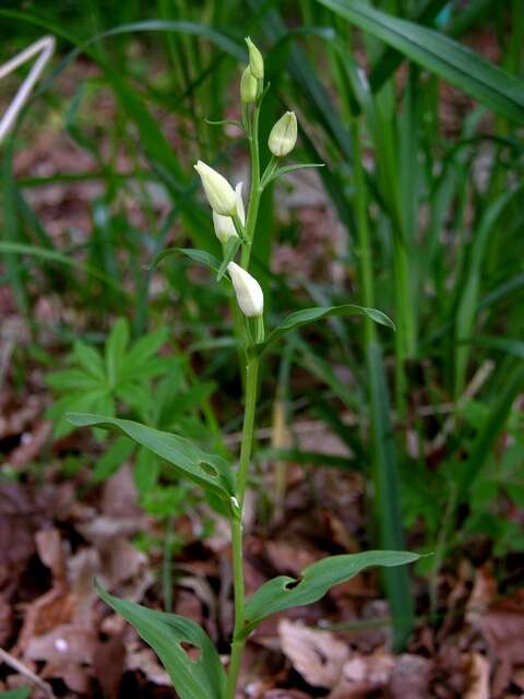 Image of cephalanthera