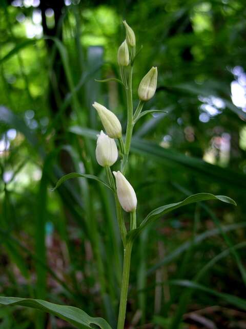 Image of cephalanthera