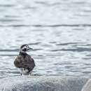 Image of Long-tailed Duck