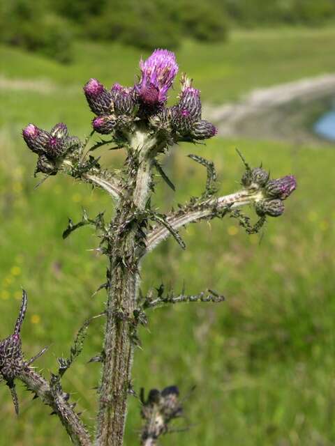 Image of thistle