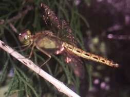 Image of Neurothemis terminata Ris 1911