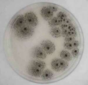 Слика од Aspergillus awamori Nakaz. 1907