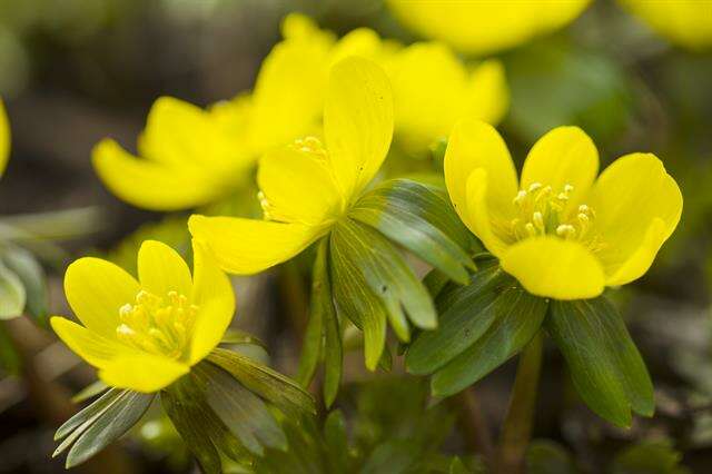 Image of eranthis