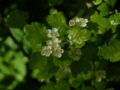 Plancia ëd Crataegus