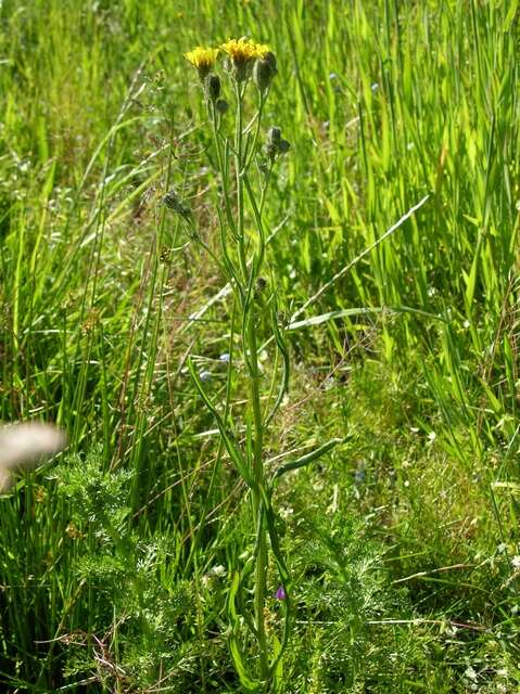 Plancia ëd Crepis tectorum L.