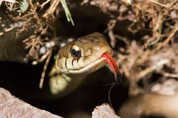 Image of Thamnophis sirtalis sirtalis (Linnaeus 1758)