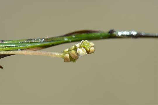 Image of ditch-grass family