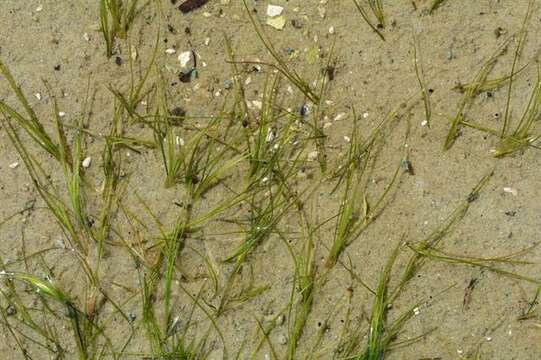 Image of ditch-grass family