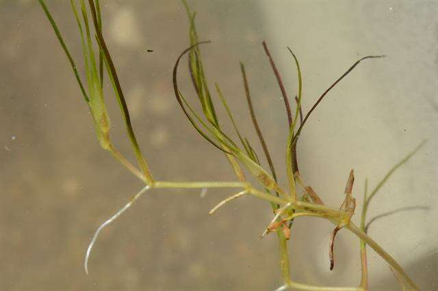 Image of ditch-grass family