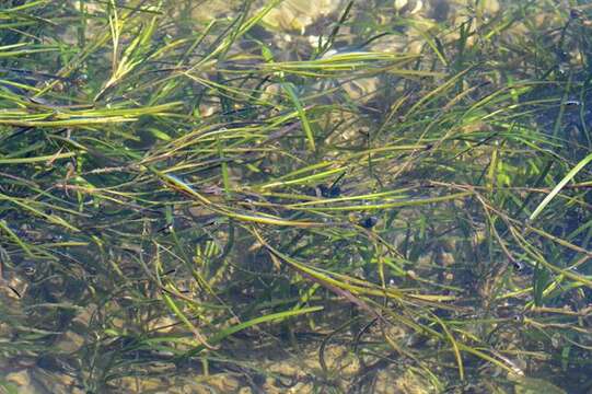 Image of eelgrass family