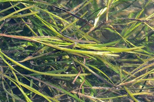 Image of eelgrass family