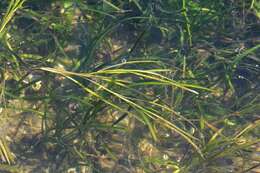 Image of eelgrass family