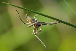 Image of Araneus