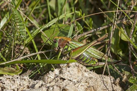 Image of Decticus