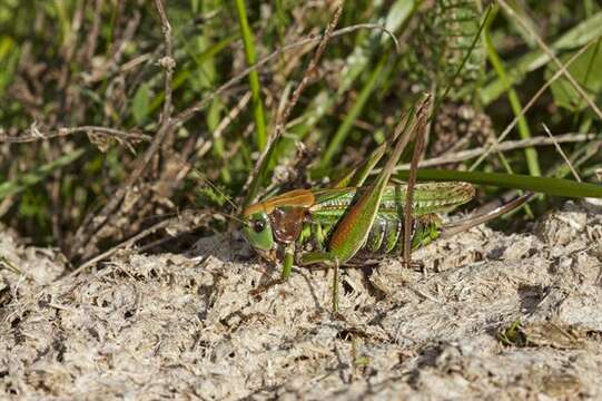 Image of Decticus