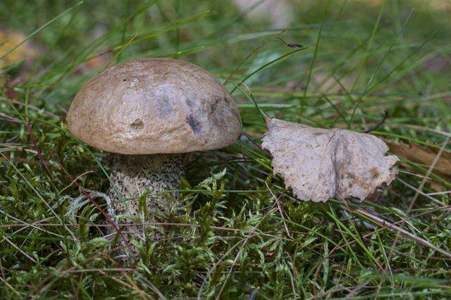 Image of Leccinum