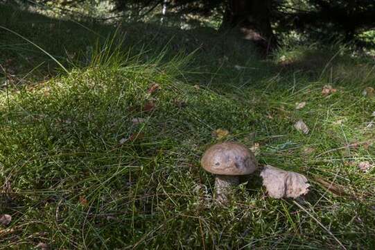 Image of Leccinum