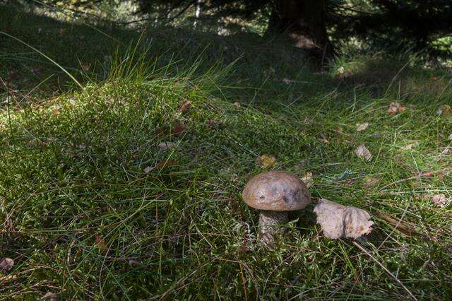 Image of Leccinum