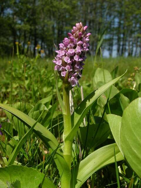 Dactylorhiza incarnata (L.) Soó resmi