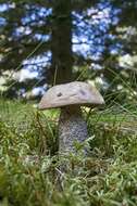 Image of Leccinum