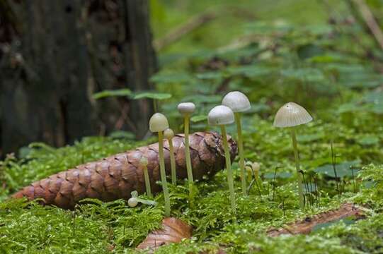 Image of Bonnet Mushroom