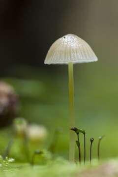 Image of Bonnet Mushroom