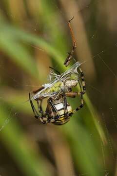 Image of Argiope