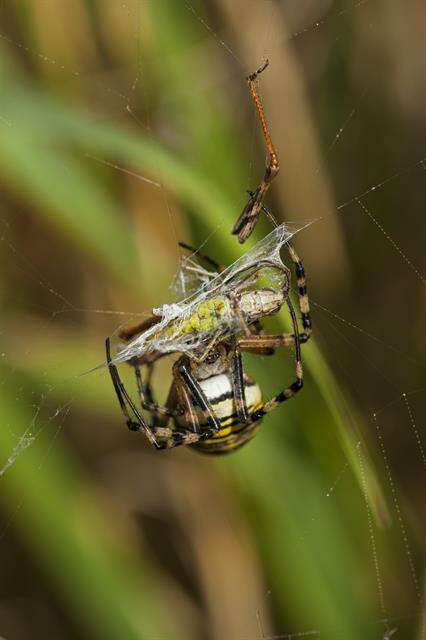 Imagem de Argiope