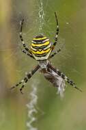 Imagem de Argiope